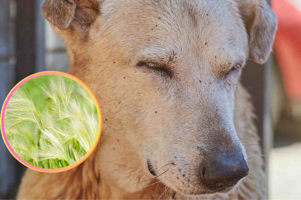 Forasacchi, un pericolo per i cani: quali parti del corpo sono da proteggere