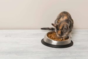 Gattina mangia crocchette