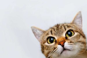 Gatto