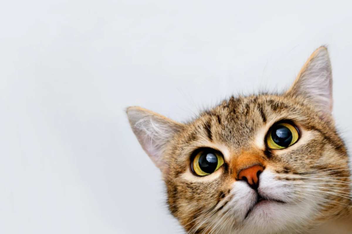 Gatto
