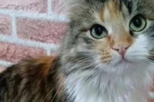 Gatto