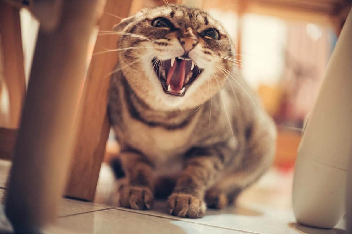 Gatto a bocca aperta 