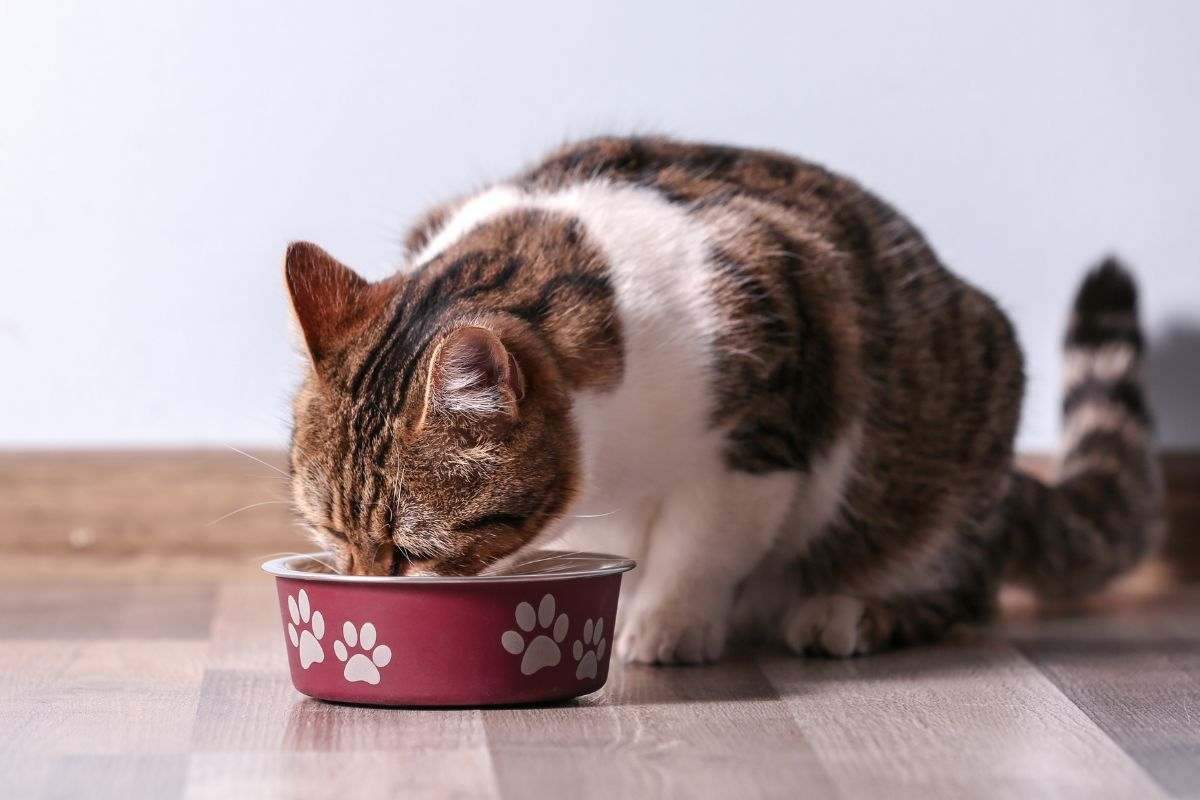 Gatto affamato