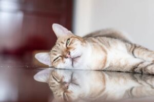 Gatto dorme con occhi aperti