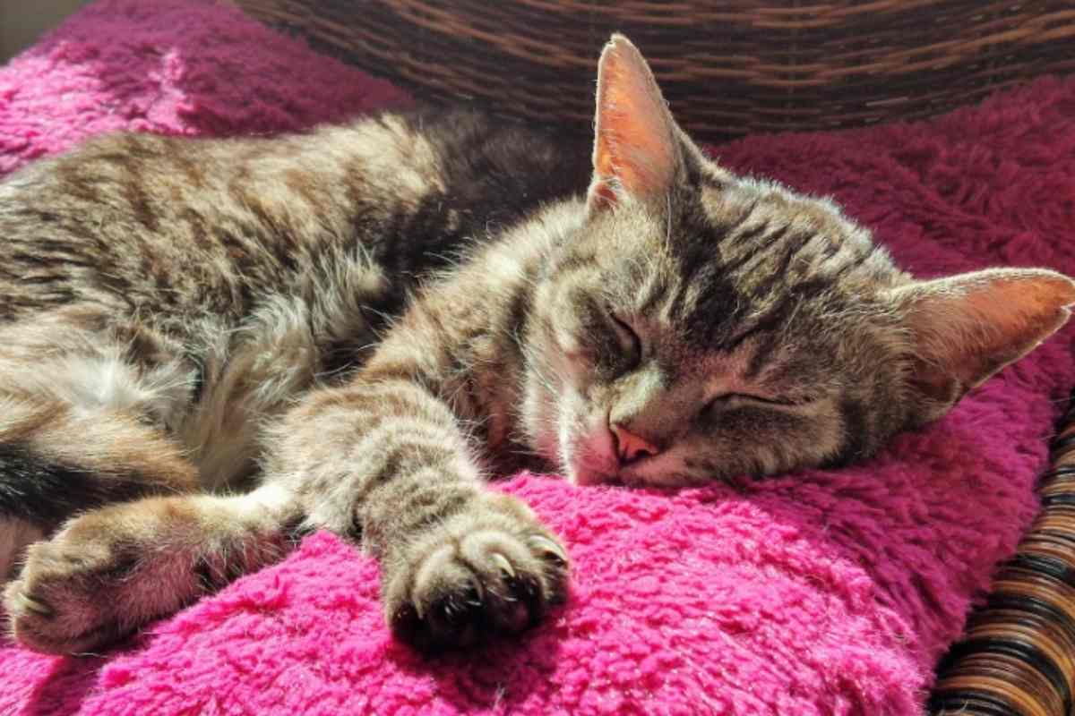 Gatto dorme profondamente