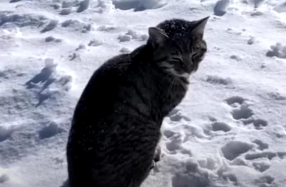 Gatto incontrato sulla neve