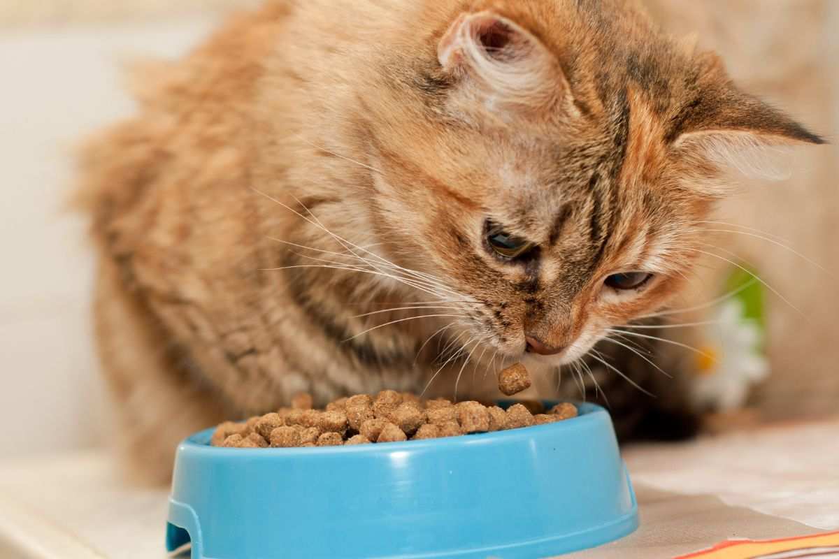 Gatto mangia croccantini