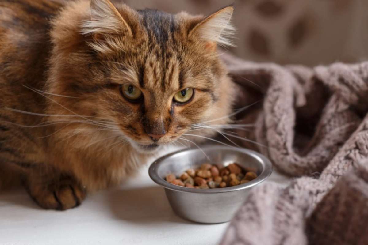 Gatto mangia dalla ciotola