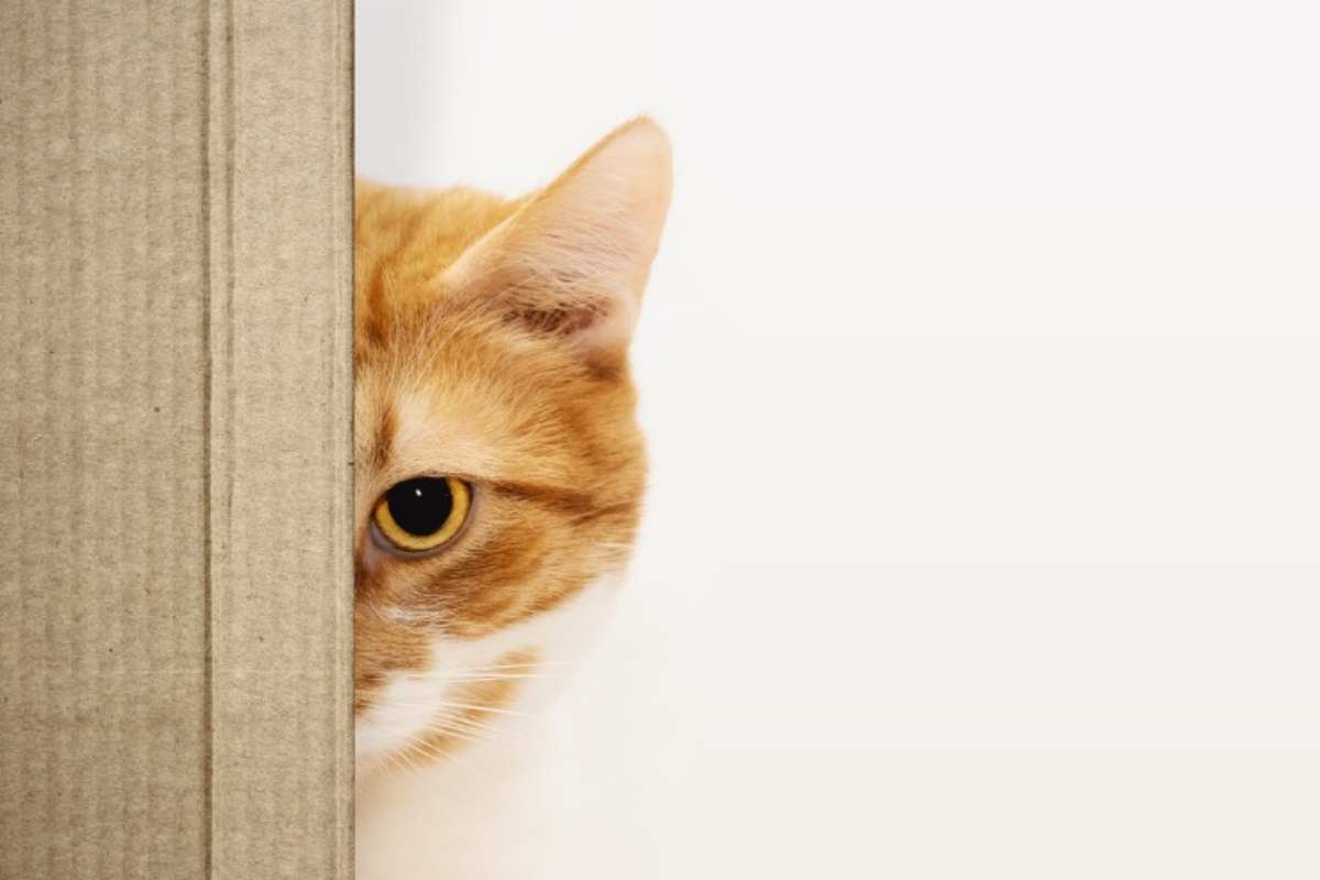 Gatto nascosto