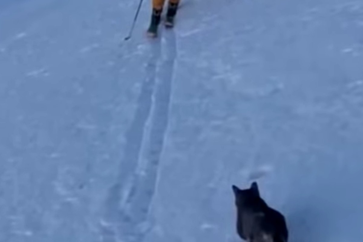 Gatto sulla neve