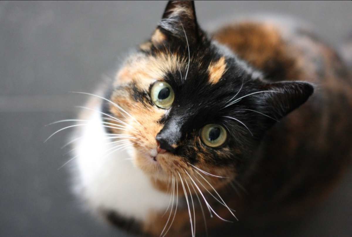 Gatto tricolore