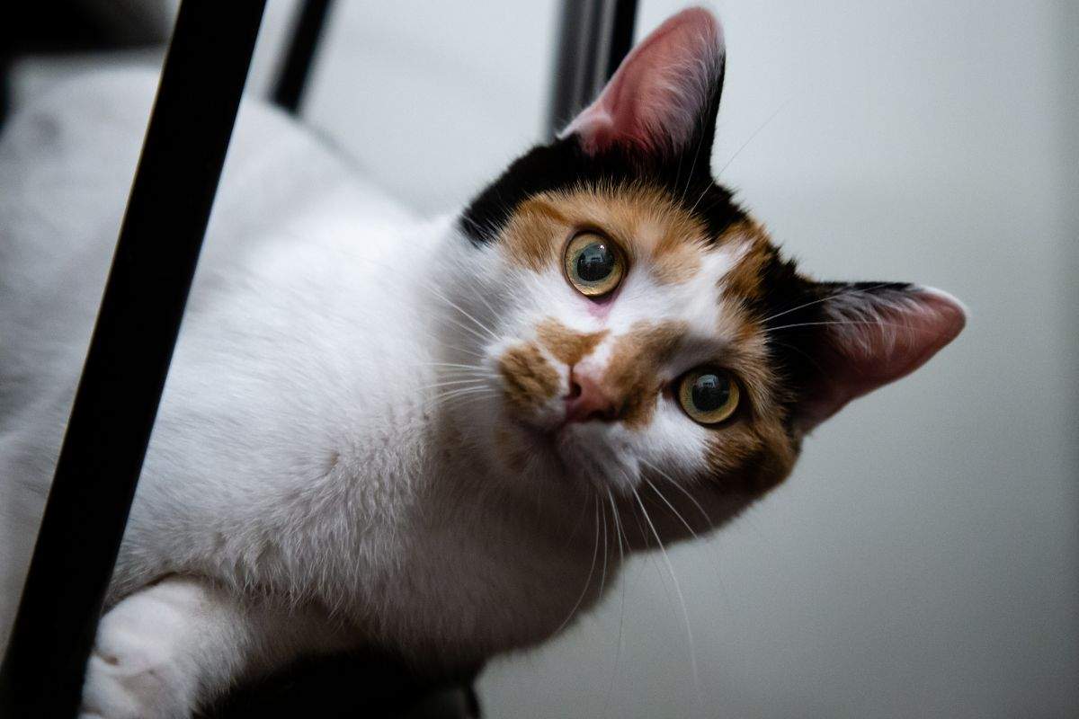 Gattono con sguardo curioso