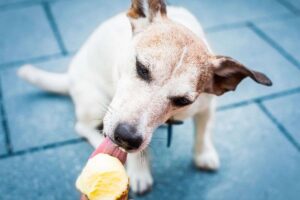 Gelato per cani