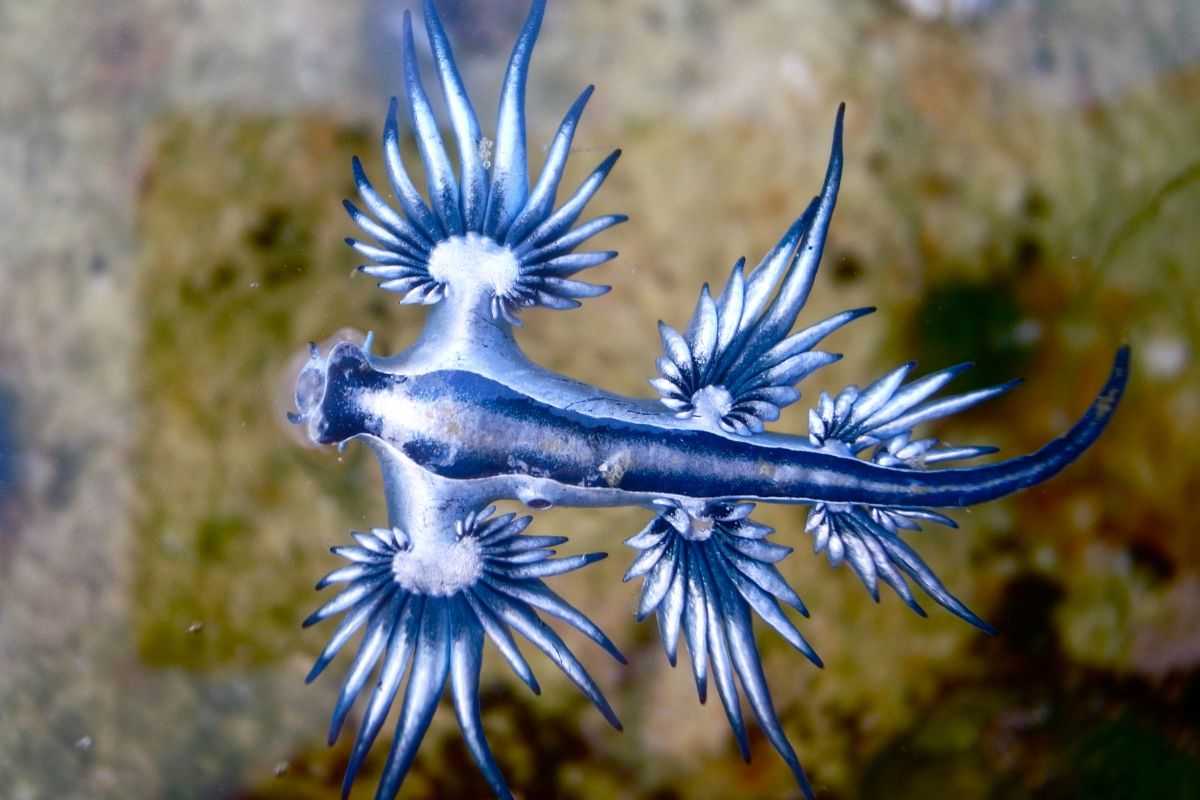 Glaucus atlanticus soprannominato Drago Blu