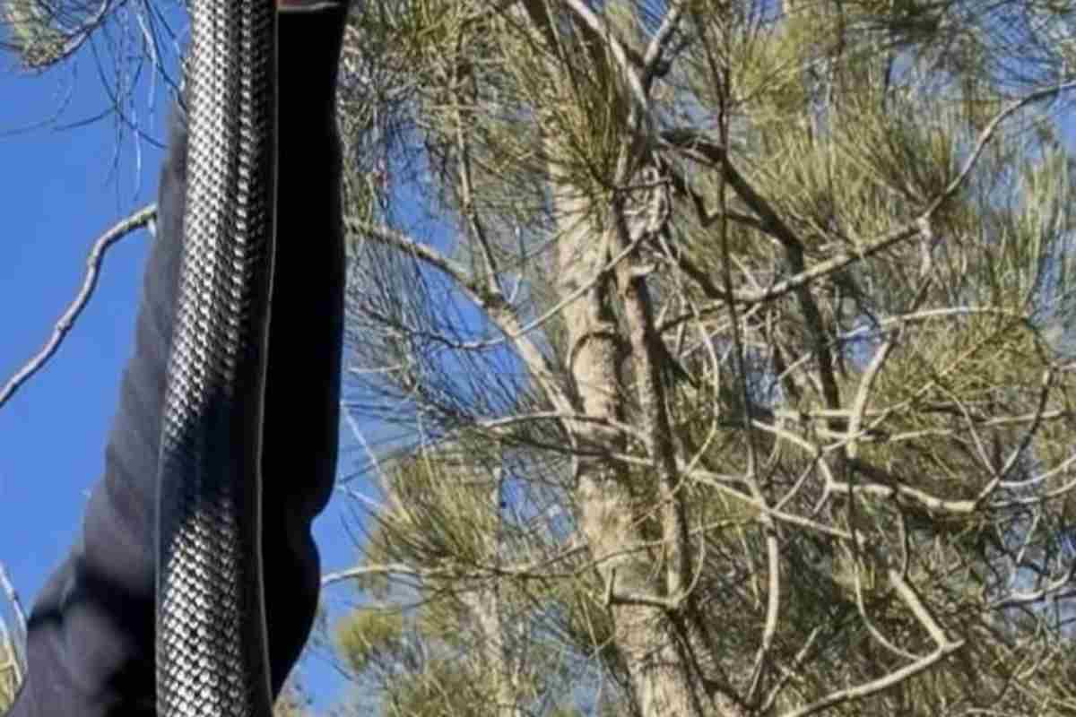 Serpente cattura mette brividi