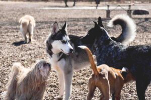 Gruppo di cani