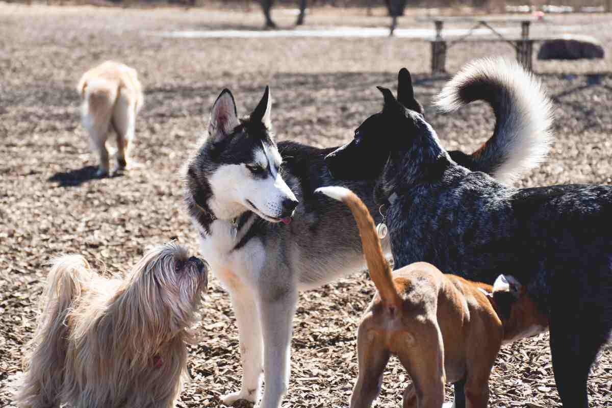 “Gesti che fanno male al cuore e alla coscienza”, Lucera: molti i cani ritrovati senza vita avvelenati
