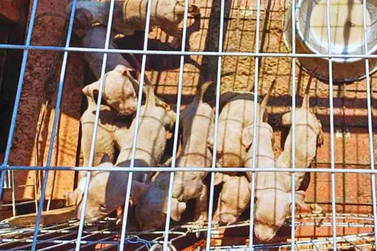 I cuccioli tenuti in gabbia sotto al sole
