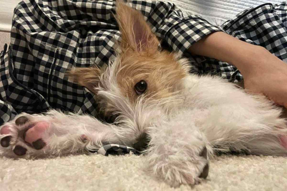 Il cagnolino Hank della star della musica pop