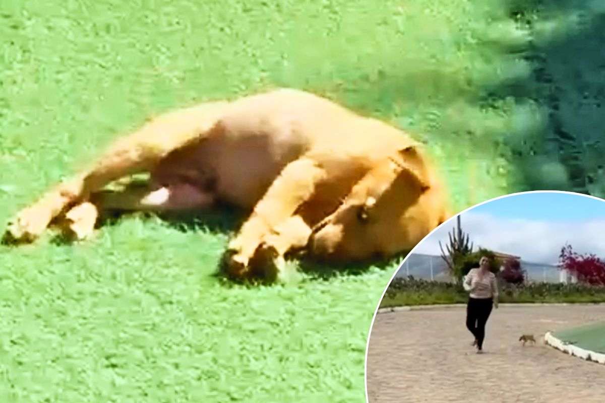 Il cagnolino si rilassa in giardino e gioca con la sua padrona