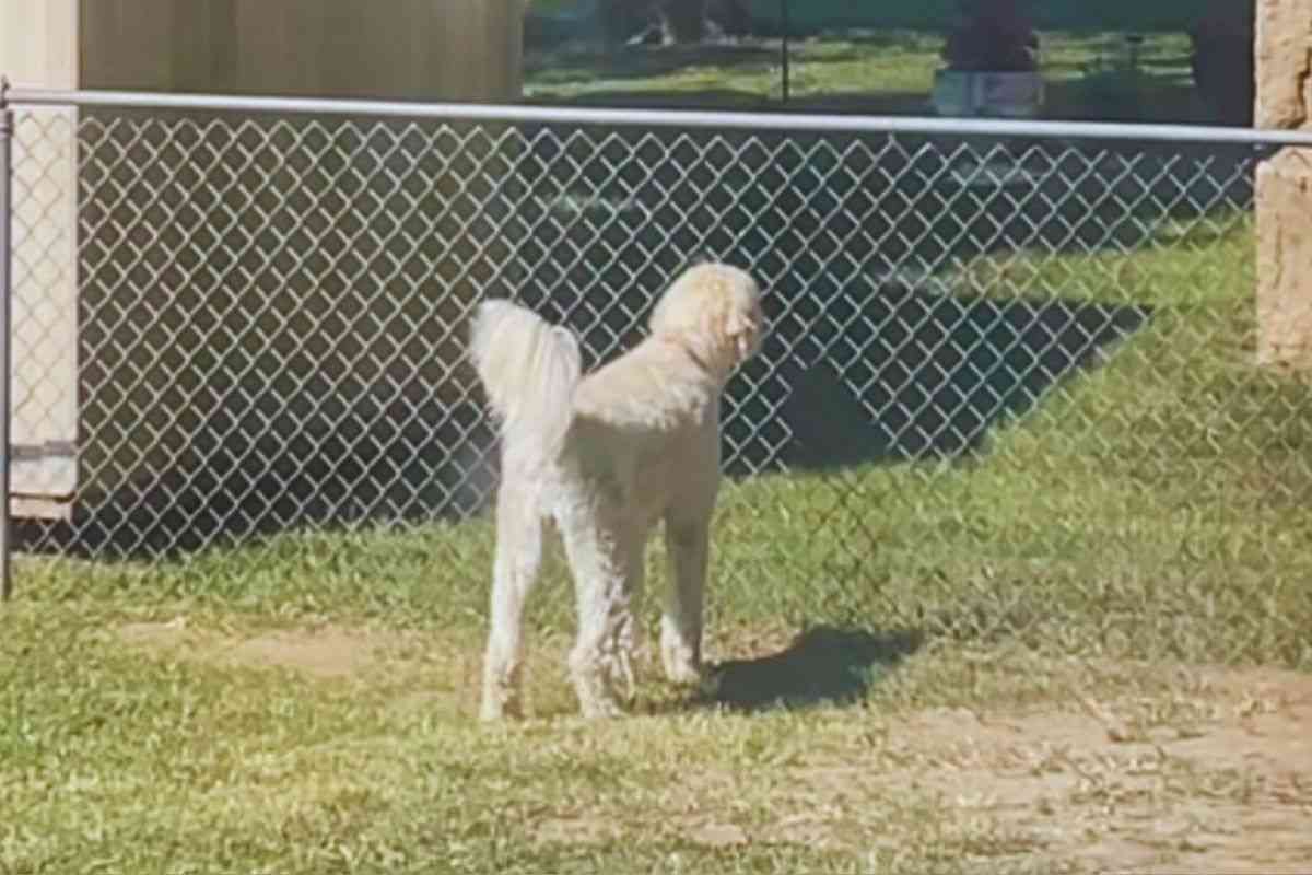 Il cane si affaccia ogni giorno aspettando l'arrivo della donna