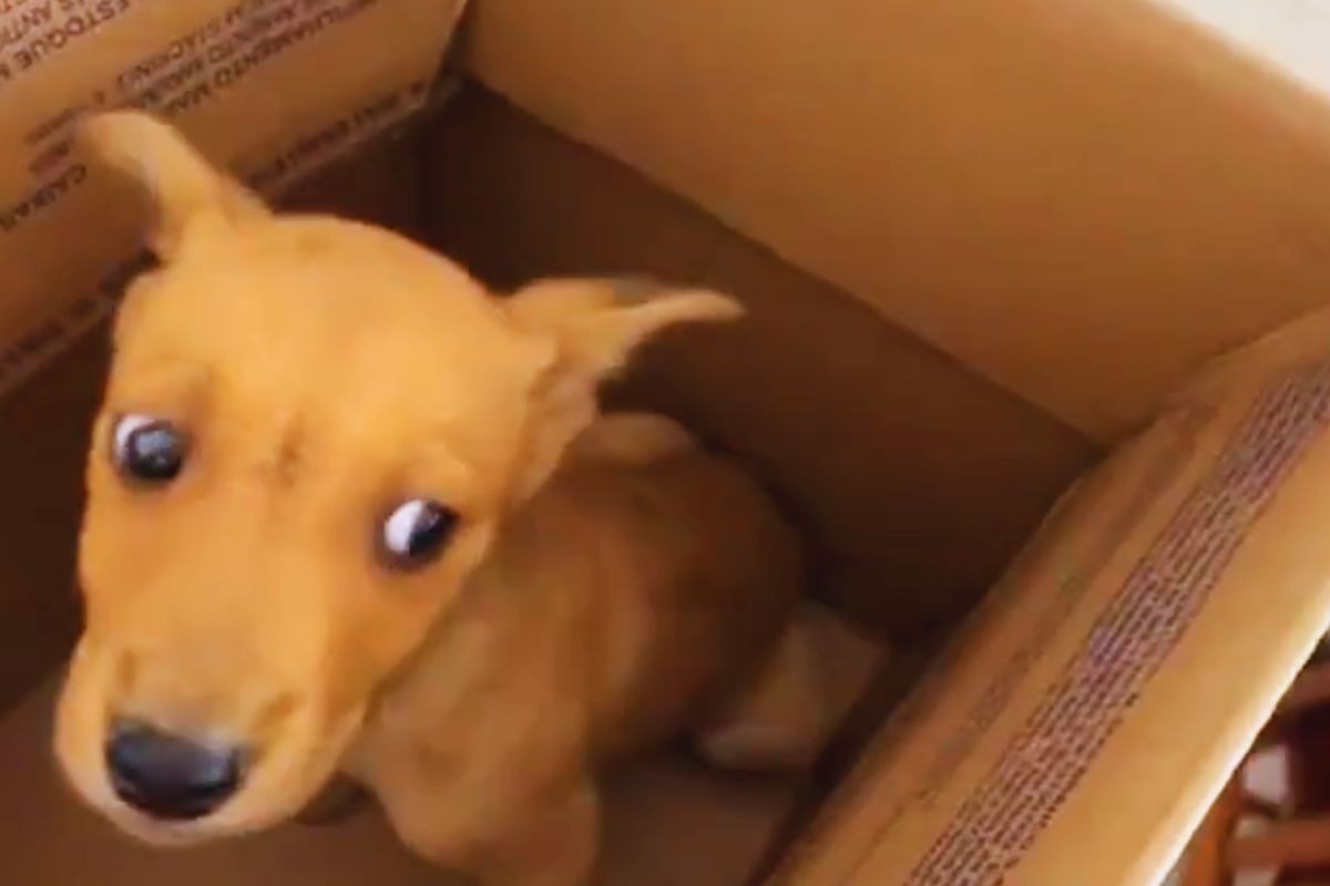 Il cucciolo nello scatolone