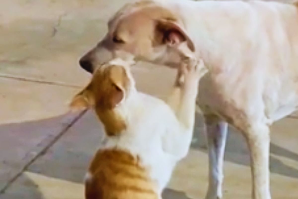 Il gatto coccola il suo amico cane