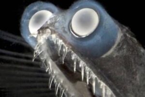 Il mostro degli abissi torna virale