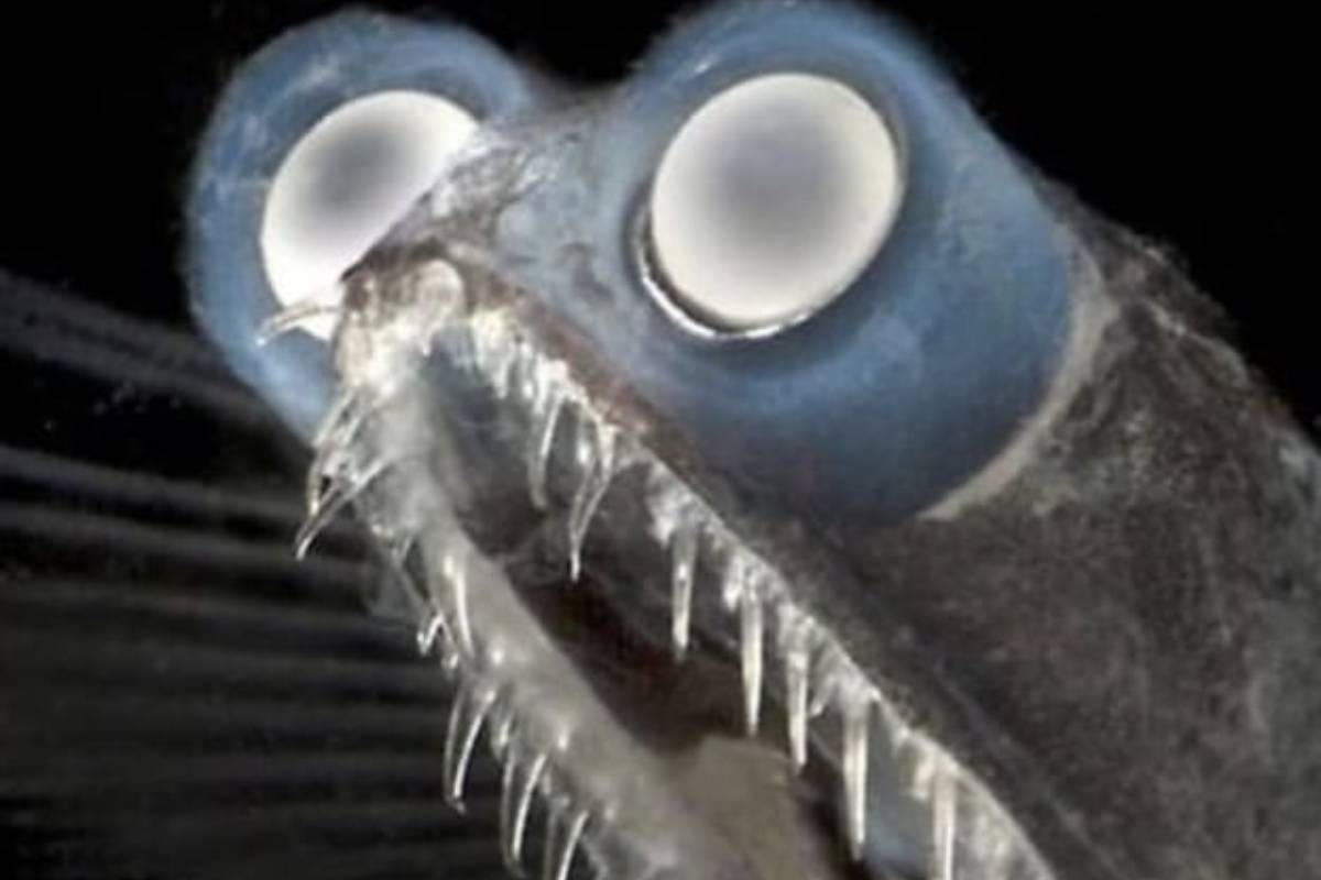 Il mostro degli abissi torna virale