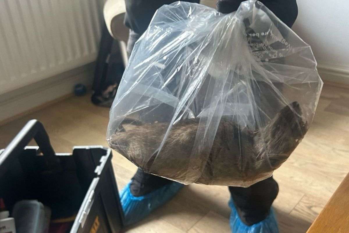 Il ratto gigante recuperato