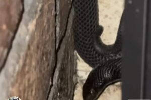 Vedono qualcosa strisciare sul muro