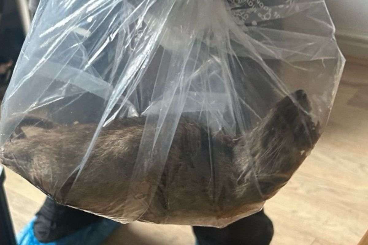 Il topo gigante catturato