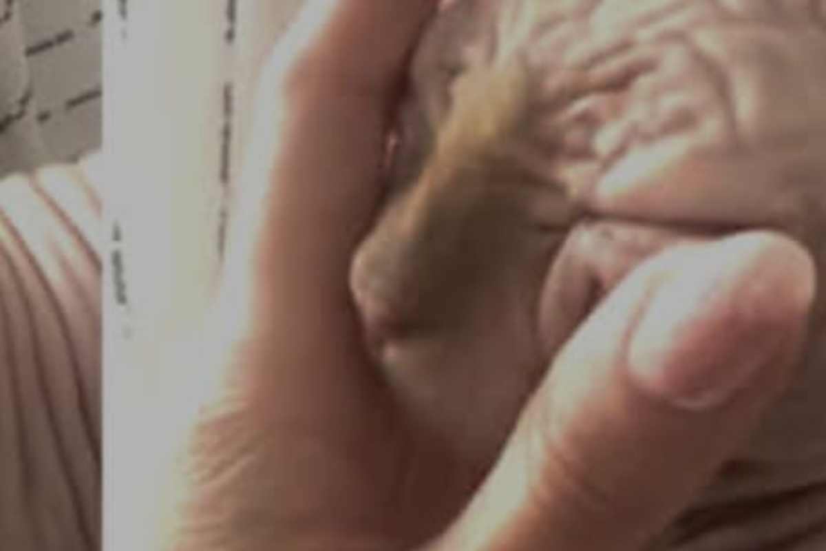 Ilary Blasi gatto coccole