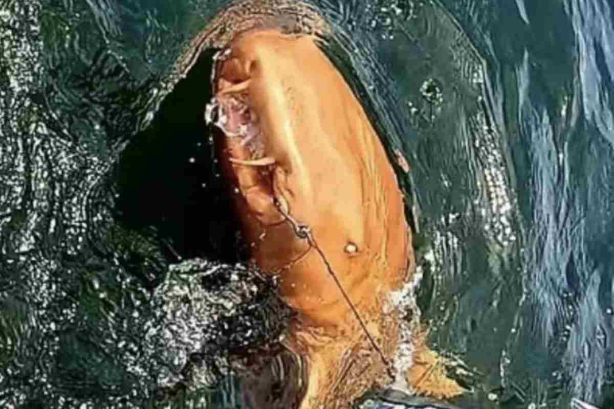 Sembra alieno squalo arancione
