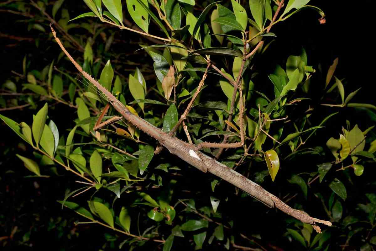 Insetto stecco Acrophylla alta