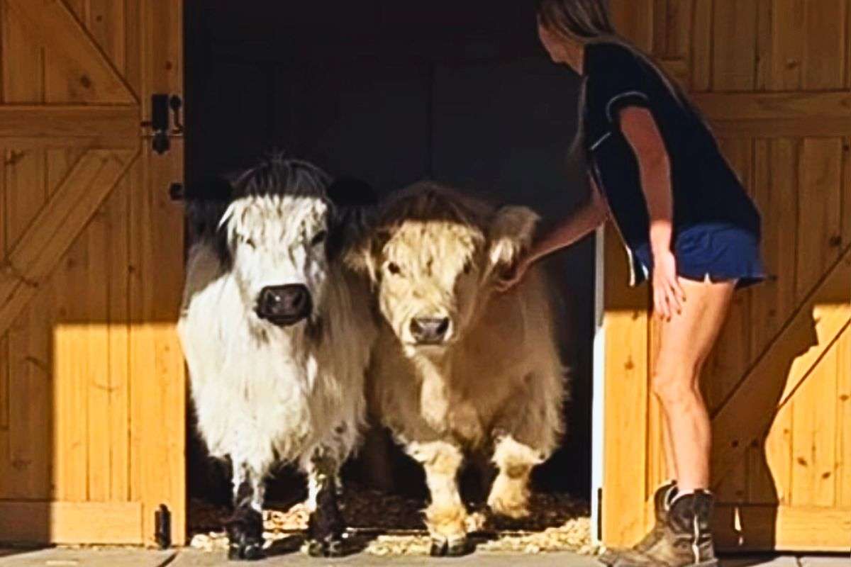 La ragazza fa uscire gli animali