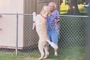 La signora coccola il cane