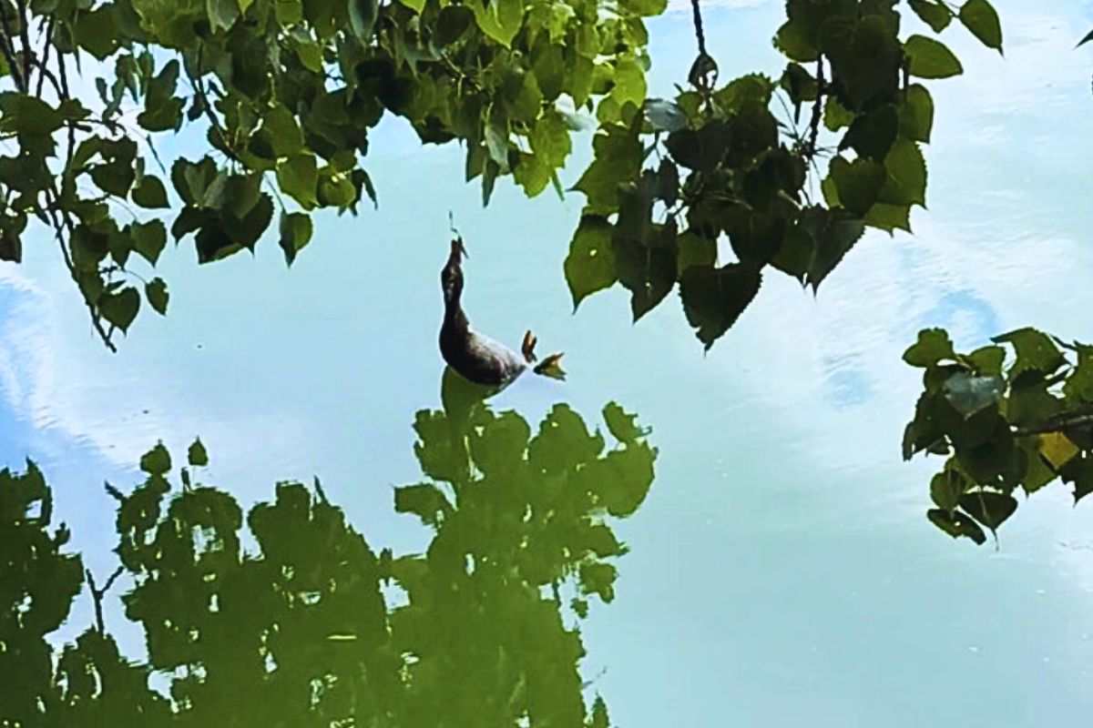 L'anatra intrappolata nell'amo
