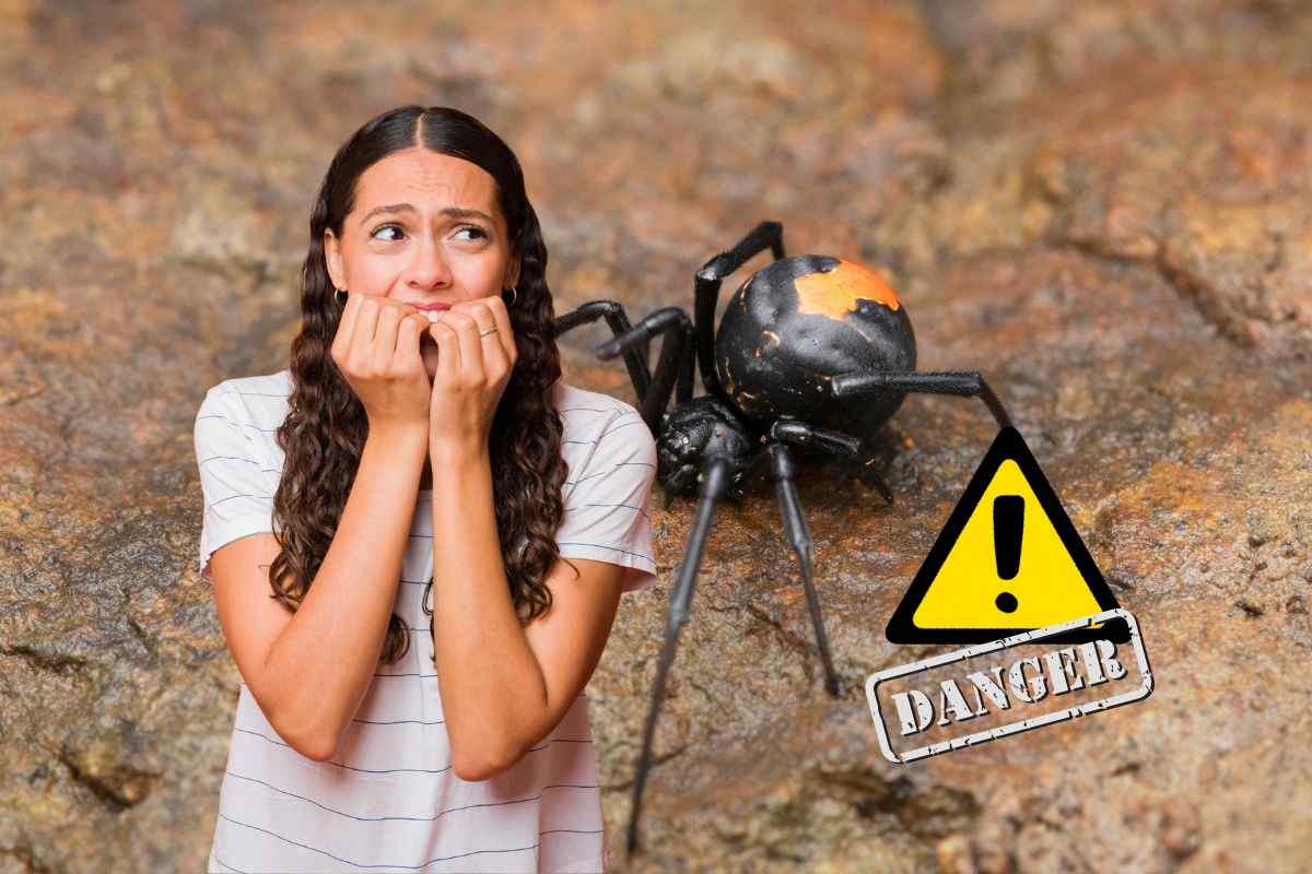 “È il più velenoso, bisogna fare attenzione”, le Regioni che sono a rischio: cosa fare se vieni morso