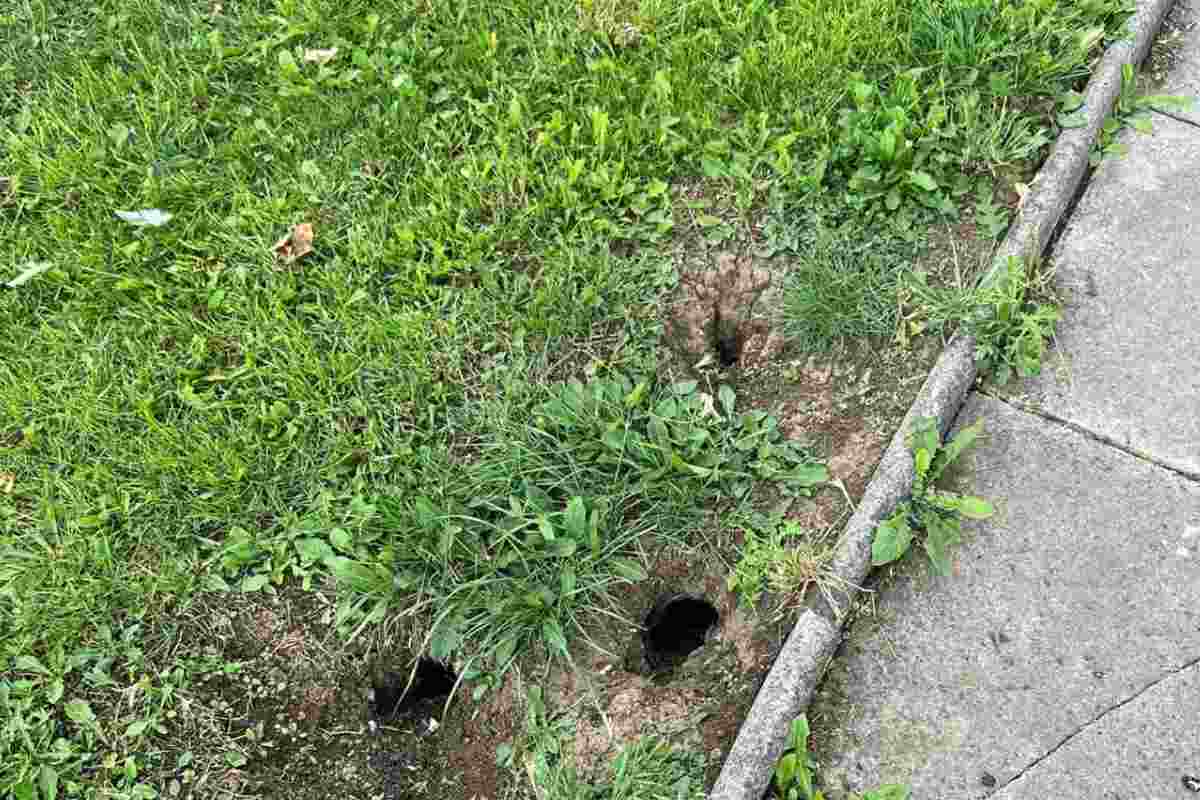Le buche scavate dal roditore come nascondiglio