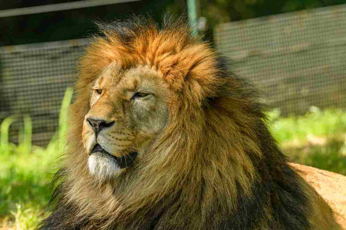 Leone attacca stacca braccio