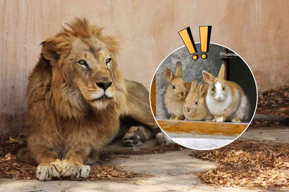 Leone allo zoo