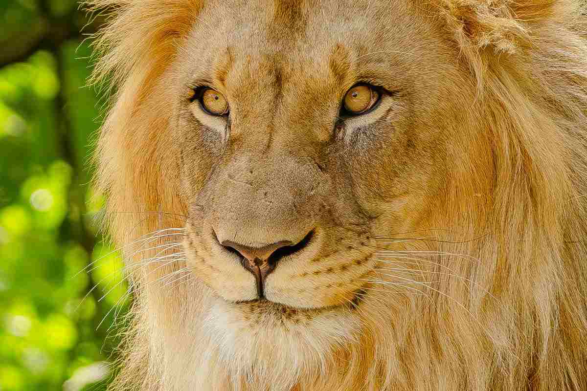 Leone attacca stacca braccio