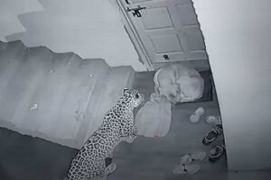 Leopardo che attacca un cane