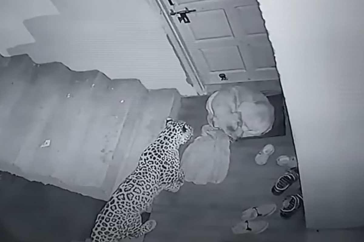 Leopardo che attacca un cane