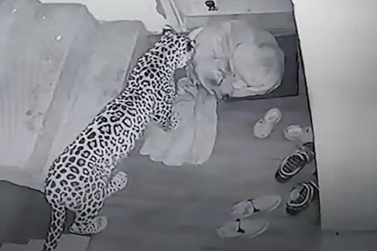 Leopardo che attacca un cane