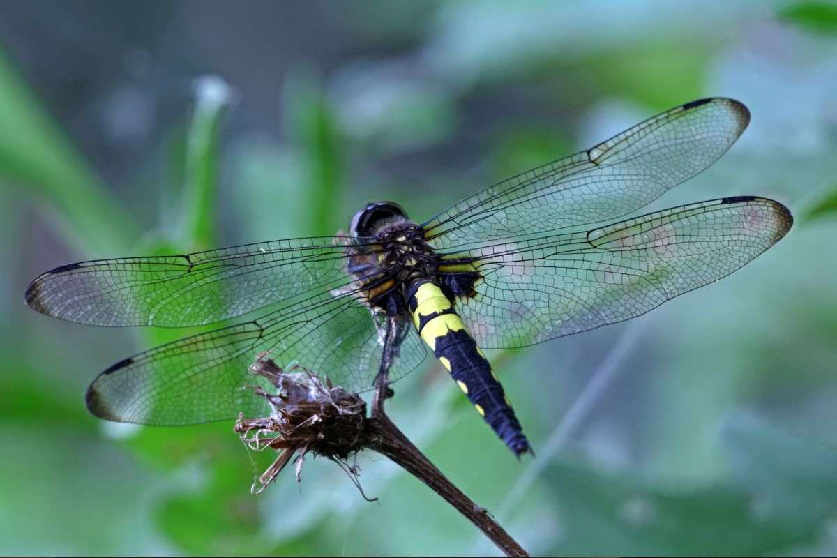 Libellula poggiata sul fiore