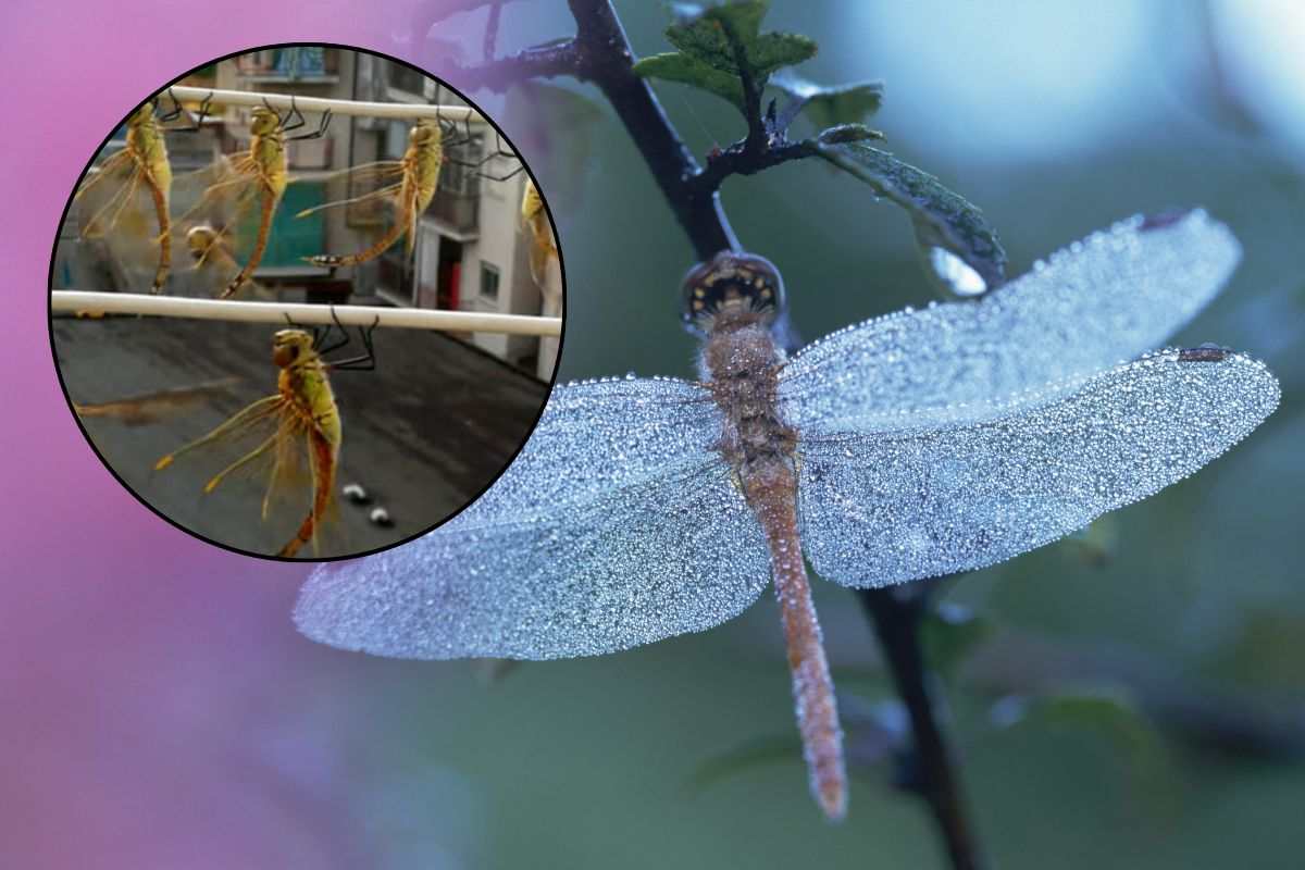 Libellule invadono la città