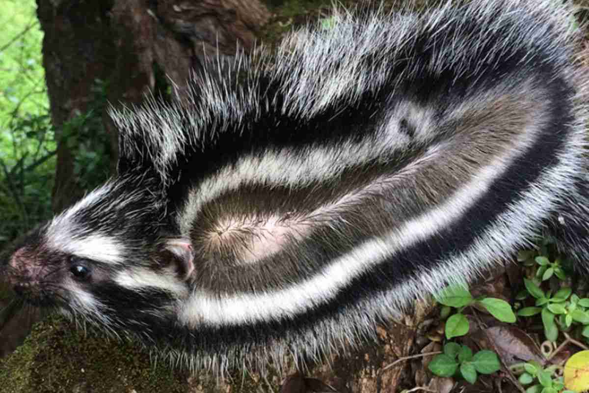 Lophiomys imhausi roditore fotografato per Africa Geographic