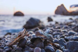 Mare animale